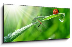 Obraz s hodinami 1D panorama - 120 x 50 cm F_AB30860001 - fresh morning dew and ladybird