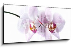 Obraz s hodinami 1D panorama - 120 x 50 cm F_AB30876639 - pink spotted  orchids isolated on white background