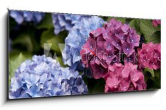 Obraz s hodinami 1D panorama - 120 x 50 cm F_AB31577329 - Bl hende Hortensie - Blondýnka Hortensie