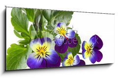 Obraz s hodinami 1D panorama - 120 x 50 cm F_AB31960415 - Pansy - Maceška