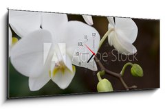 Obraz s hodinami 1D panorama - 120 x 50 cm F_AB3245135 - phalaenopsis
