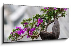 Obraz s hodinami 1D panorama - 120 x 50 cm F_AB33573246 - Flower of a bougainvillea