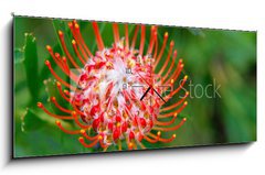 Obraz s hodinami 1D panorama - 120 x 50 cm F_AB33831777 - PIncushion protea pink and orange