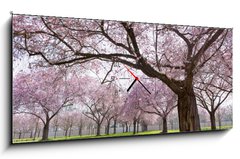 Obraz s hodinami   Sakura, 120 x 50 cm