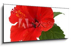 Obraz s hodinami   a red hibiscus flower isolated on white background, 120 x 50 cm