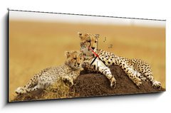 Obraz s hodinami 1D panorama - 120 x 50 cm F_AB34598898 - Cheetahs on the Masai Mara in Southwestern Kenya - Gepardy na Masai Mara v jihozápadní Keni