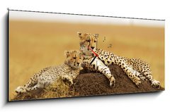 Obraz s hodinami   Cheetahs on the Masai Mara in Southwestern Kenya, 120 x 50 cm