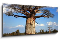 Obraz s hodinami 1D panorama - 120 x 50 cm F_AB35346774 - big baobab tree of Madagascar - velký baobab strom Madagaskaru