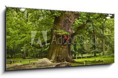 Obraz s hodinami   alte Eiche, 120 x 50 cm