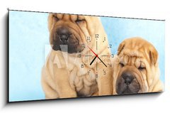 Obraz s hodinami   Sharpei in front of a white background, 120 x 50 cm
