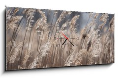 Obraz s hodinami 1D panorama - 120 x 50 cm F_AB355043391 - Dry reeds at the lake, reeds, reeds. Golden reeds in the sun in autumn. Abstract natural background. - Suché rákosí u jezera, rákosí, rákosí. Zlaté rákosí na slunci na podzim. Přírodní pozadí abstraktní.