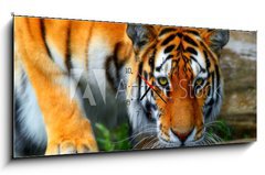 Obraz s hodinami 1D panorama - 120 x 50 cm F_AB35795097 - tiger