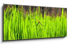 Obraz s hodinami 1D panorama - 120 x 50 cm F_AB36700991 - Terraced rice fields in northern Thailand - Terasy rýžových polí v severním Thajsku