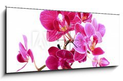 Obraz s hodinami 1D panorama - 120 x 50 cm F_AB37945049 - Mini Orchide sur fond blanc