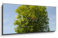 Obraz s hodinami 1D panorama - 120 x 50 cm F_AB39531332 - Linde Baum - Basswood strom
