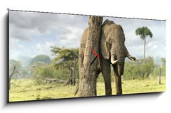 Obraz s hodinami   African elephants, 120 x 50 cm