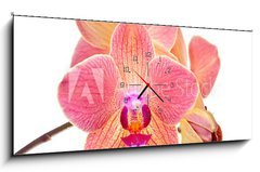 Obraz s hodinami 1D panorama - 120 x 50 cm F_AB41466229 - Pink orchid