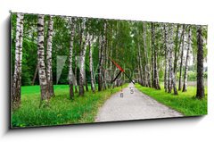 Obraz s hodinami 1D panorama - 120 x 50 cm F_AB41548015 - path in birch forest - cesta v březovém lese