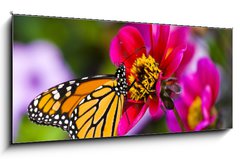 Obraz s hodinami 1D panorama - 120 x 50 cm F_AB41610783 - Monarch Butterfly