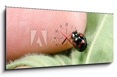 Obraz s hodinami   Kugelmarienk fer klettert auf Finger, 120 x 50 cm