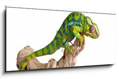 Obraz s hodinami 1D panorama - 120 x 50 cm F_AB41961007 - Colorful chameleon (5) - Barevný chameleon (5)