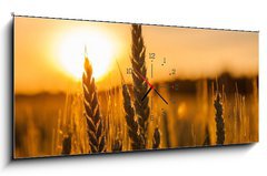 Obraz s hodinami 1D panorama - 120 x 50 cm F_AB42060294 - Wheat Stalk silhouette - Silueta penice Stalk