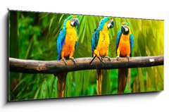 Obraz s hodinami   Blue and Yellow Macaw, 120 x 50 cm