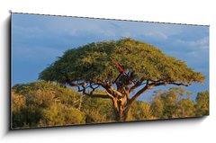 Obraz s hodinami 1D panorama - 120 x 50 cm F_AB4280552 - African Acacia tree, Hwange National Park, Zimbabwe - Africký strom akácie, národní park Hwange, Zimbabwe
