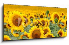 Obraz s hodinami 1D - 120 x 50 cm F_AB43246841 - Beautiful sunflower field