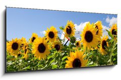 Obraz s hodinami   Sonnenblumen, 120 x 50 cm