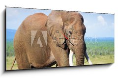Obraz s hodinami   Elephant with large tusks, 120 x 50 cm