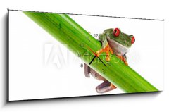 Obraz s hodinami 1D panorama - 120 x 50 cm F_AB45099482 - Green Frog with red eye.