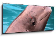 Obraz s hodinami   Beluga whale, 120 x 50 cm