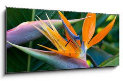 Obraz s hodinami   Bird of paradise, 120 x 50 cm