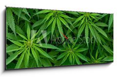 Obraz s hodinami   Marijuana, 120 x 50 cm