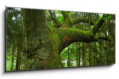 Obraz s hodinami 1D panorama - 120 x 50 cm F_AB4757840 - Mighty oak. - Mocný dub.