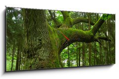 Obraz s hodinami   Mighty oak., 120 x 50 cm