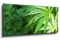 Obraz s hodinami 1D panorama - 120 x 50 cm F_AB48156966 - Young cannabis plant marijuana plant detail