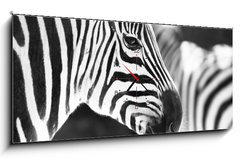 Obraz s hodinami 1D - 120 x 50 cm F_AB50298303 - monochrome photo - detail head zebra in ZOO - monochromatické fotografie