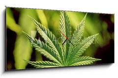 Obraz s hodinami   marijuana, 120 x 50 cm