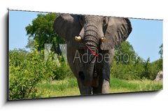 Obraz s hodinami 1D - 120 x 50 cm F_AB51310158 - elephant at attack - slon pi toku