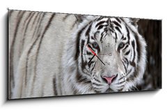 Obraz s hodinami 1D panorama - 120 x 50 cm F_AB51332281 - Glance of a passing by white bengal tiger