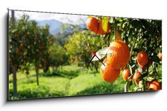 Obraz s hodinami 1D - 120 x 50 cm F_AB51744816 - Orange tree - Pomeranovnk