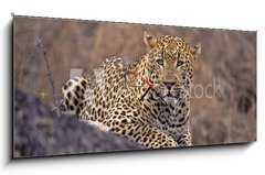 Obraz s hodinami 1D panorama - 120 x 50 cm F_AB5242992 - Africa-Leopard