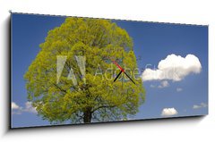 Obraz s hodinami 1D panorama - 120 x 50 cm F_AB52734449 - Laubbaum Linde im Fr hling