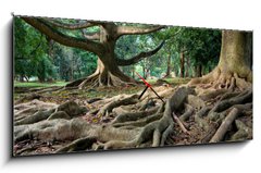 Obraz s hodinami 1D panorama - 120 x 50 cm F_AB5748939 - Primeval rainforest in Kandy, Sri Lanka - Pralesní deštný prales v Kandy na Srí Lance