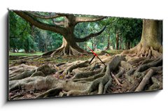 Obraz s hodinami   Primeval rainforest in Kandy, Sri Lanka, 120 x 50 cm