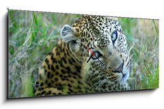 Obraz s hodinami   Leopard, 120 x 50 cm