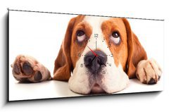 Obraz s hodinami   beagle head isolated on white, 120 x 50 cm