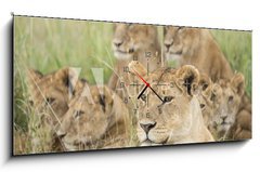 Obraz s hodinami   Pride of Lions, Serengeti, Tanzania, 120 x 50 cm